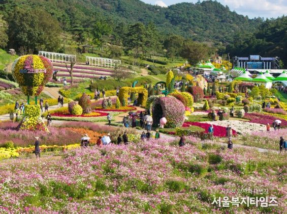 '2025 화순 고인돌 가을꽃 축제(도곡 축제장 전경)