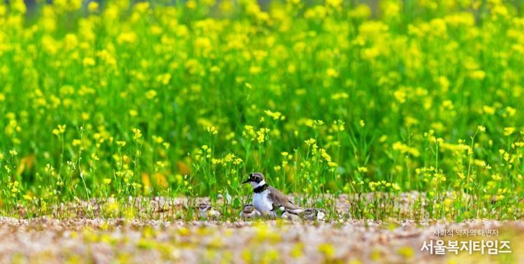 (양양생태사진연구회) 꼬마물떼새_선종용