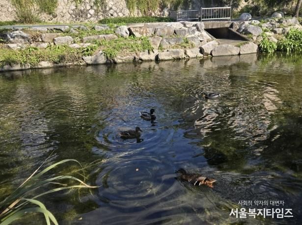 성북구 하천, 10월 수질 분석서 ‘좋음’ 등급 유지