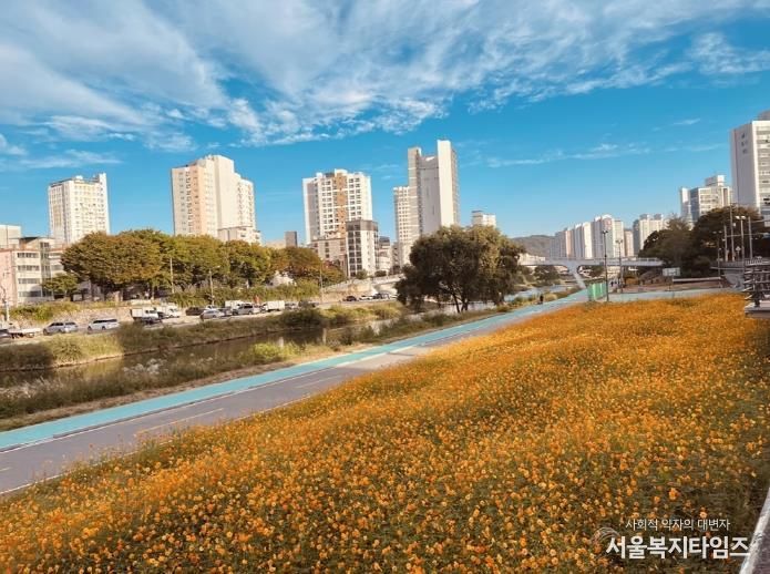 중랑천 황화 코스모스 꽃길