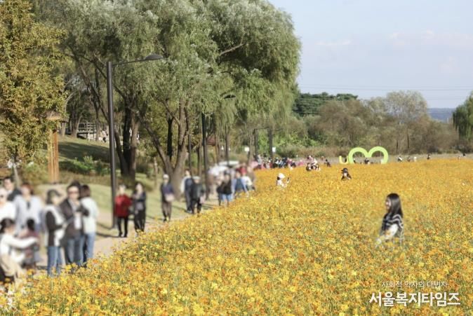 2025 창릉천 코스모스 축제