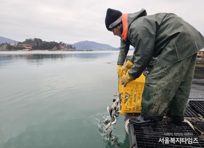 고흥군, 감성돔 52만 마리 긴급 방류