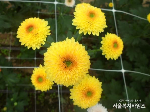 국화(큐티버블앰버)