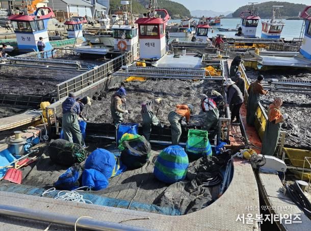 고흥군, 물김 위판액 ‘3년 연속 2천억 원’ 돌파