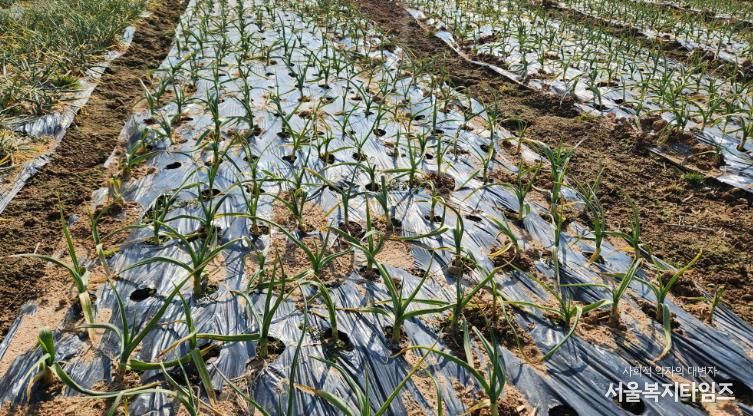이상기상 대비, 영광군 노지 양파·마늘 집중 지도