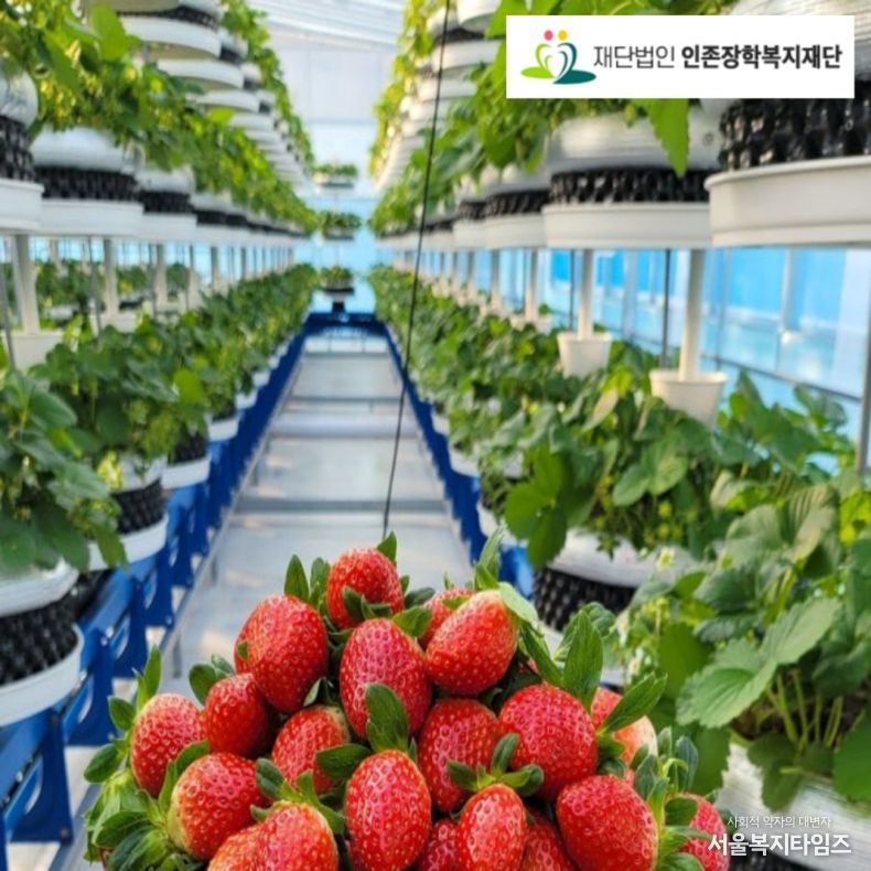 딸기 식물공장